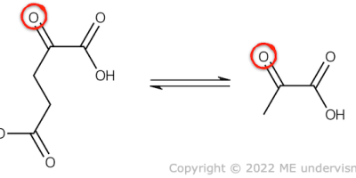 Metabolism av aminosyror