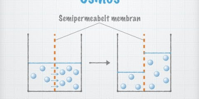 Diffusion och osmos. Transport över membran