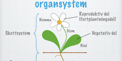 Nyckelbegrepp: Växt- och svampfysiologi