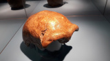 DNA-analys avslöjar den verkliga anledningen till att neandertalarna dog ut