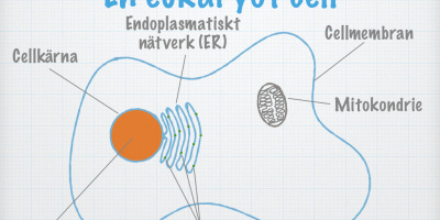 Cellteorin (Biologi 2)