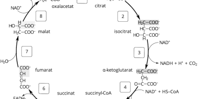 Prov 2018-03-07 i Biokemi