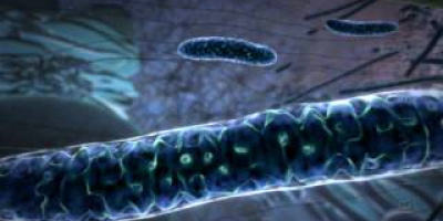 Mitokondrien: Cellens 