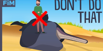 Varför döda valar är så farliga