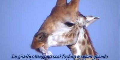 Varför äter giraffer ben?