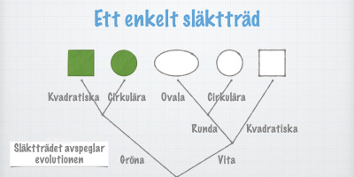 Hur man bygger ett släktträd (klassificering av organismer)