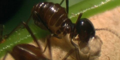 Den här växten slukar 6000 insekter per timme