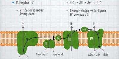 Elek­­tron­­trans­port­­ked­­jan (Kemi 2)