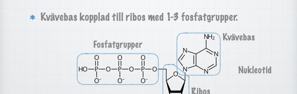 Nukleotider – arvsmassans byggstenar