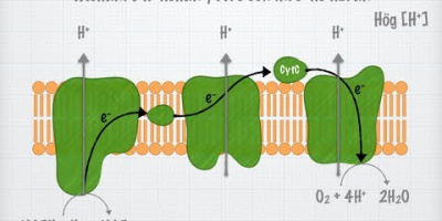Cellandningen (Biologi 2)