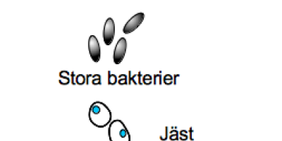 Introduktion till mikrobiologin. Mikrobiologins historia. Mikroskopet och dess betydelse.