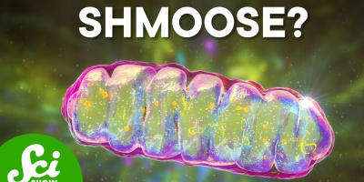 Mitokondrier: Cellens kraftverk – och Alzheimers?