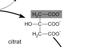 Citronsyracykeln