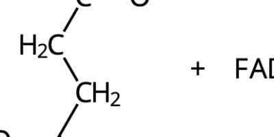 Undersökning av succinatdehydrogenas