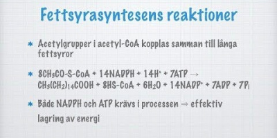 Glukoneogenes och fettsyrasyntes