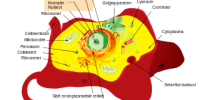 Cellens byggnad