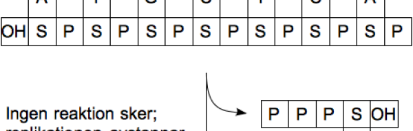 DNA-sekvensering