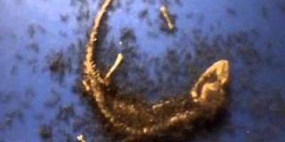 Myror äter en hel (död) gecko-ödla