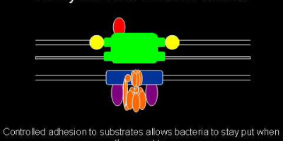 Flagellens evolution