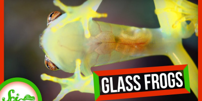 Glasgrodors speciella kamouflage