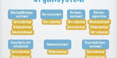 Vävnader, organ och organsystem