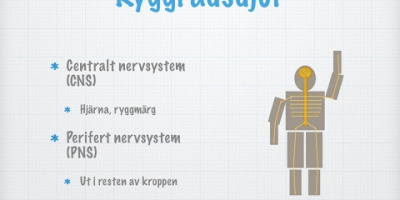 Nervsystem hos människan och olika djurgrupper