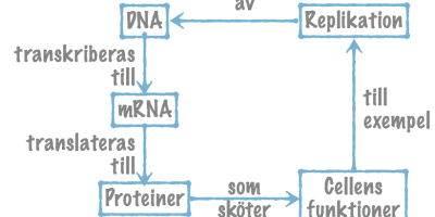 Omvänt transkriptas syntetiserar DNA med RNA som mall.