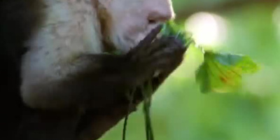 Apornas insektsmedel