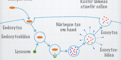 Endo- och exocytos