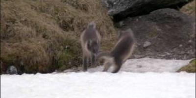 En nyårshälsning från BBC Earth