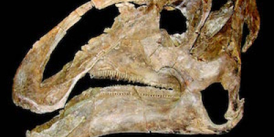 Dinosaurie med en rejäl käft