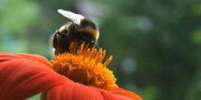Det är något i luften – om bekämpningsmedel och bin