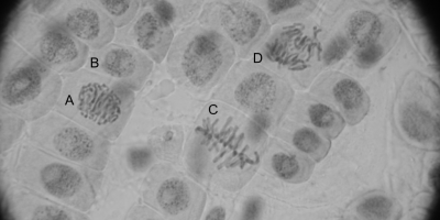 Prov 2001-05-08 i Cellbiologi och Cellgenetik för Nv2M