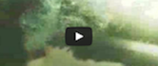 Hajar som festar på en valkropp