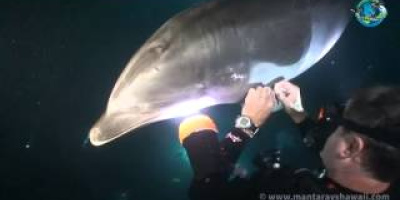 Flasknosdelfin finner räddaren i nöden