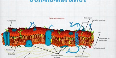 Cellmembranet