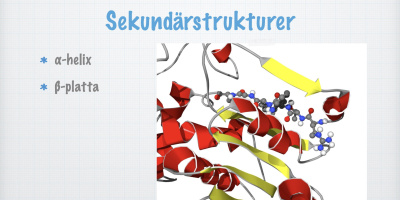 Proteiner
