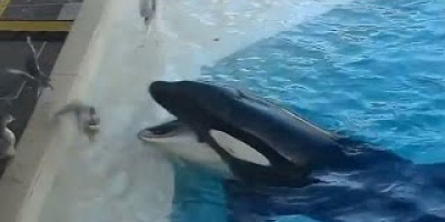 Späckhuggare fiskar fågel