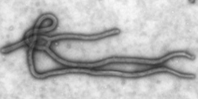 Nytt ebola-vaccin 100% effektivt i apor