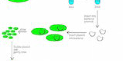 DNA-bibliotek