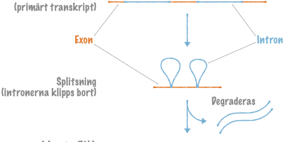 Protein­syntesen II: Hur mRNA-molekylen mognar