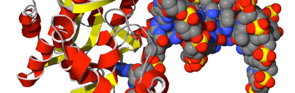DNA syntetiseras av DNA-polymeraser