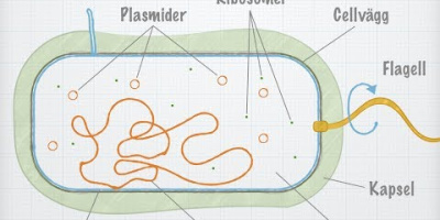 Bakteriecellens uppbyggnad