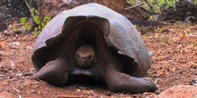 Olika sköldpaddor på Galapagosöarna