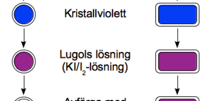 Gramfärgning