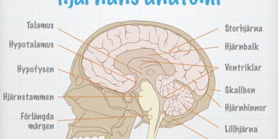 Centrala nervsystemets uppbyggnad och funktion