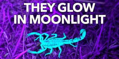 Varför är alla skorpioner självlysande?