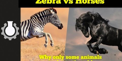 Varför rider vi på hästar, men inte på zebror?