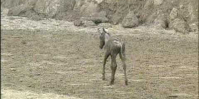 Klarar zebrafölet torkan i Kalahari?
