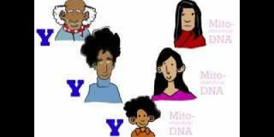 Genetikens grunder (3): Varifrån kommer dina gener?